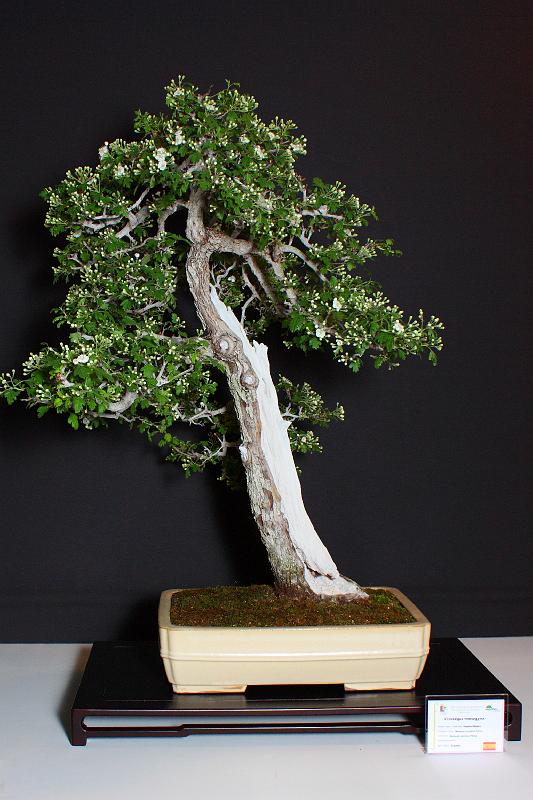 Bonsai, cay the, cay canh nghe thuat, cây cảnh nghệ thuật